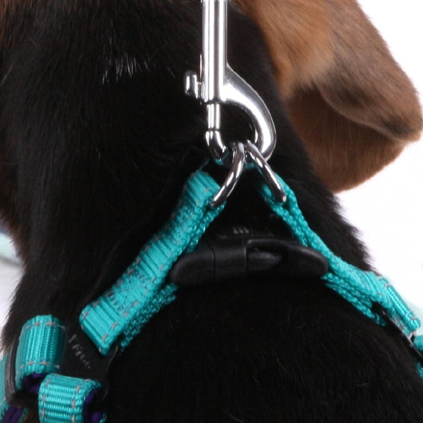 Kazoo Dog Harness Active Aqua & Purple-Dog Collars & Leads-Ascot Saddlery
