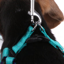 Kazoo Dog Harness Active Aqua & Purple-Dog Collars & Leads-Ascot Saddlery