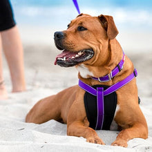 Kazoo Dog Harness Active Purple & Lime-Dog Collars & Leads-Ascot Saddlery