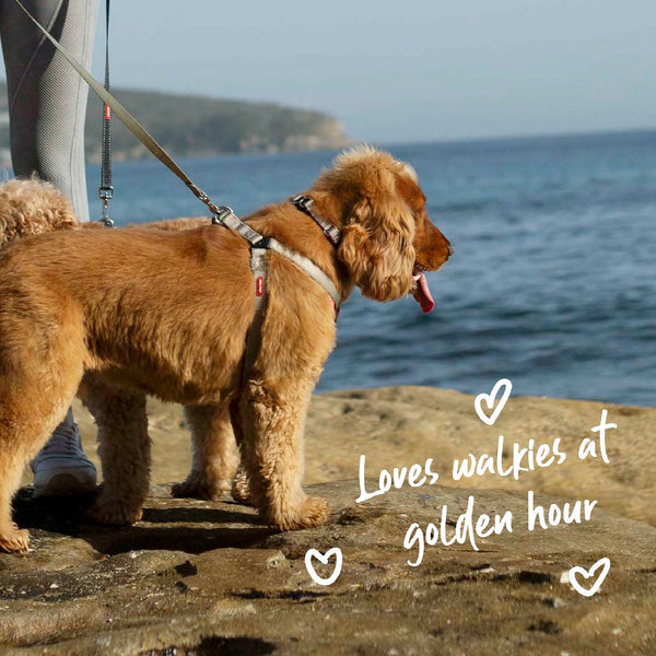 Kazoo Dog Harness Active Silver & Pink-Dog Collars & Leads-Ascot Saddlery