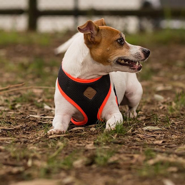 Kazoo Dog Harness Active Slate & Orange-Dog Collars & Leads-Ascot Saddlery