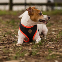 Kazoo Dog Harness Active Slate & Orange-Dog Collars & Leads-Ascot Saddlery