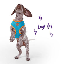 Kazoo Dog Harness Active Soft Ocean Sunrise-Dog Collars & Leads-Ascot Saddlery