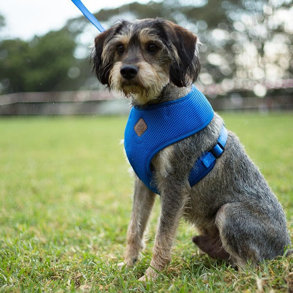 Kazoo Dog Harness Soft Classic Blue-Dog Collars & Leads-Ascot Saddlery