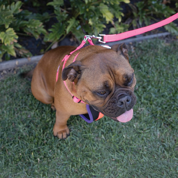 Kazoo Dog Leash Active Bloom Burst 1800mm-Dog Collars & Leads-Ascot Saddlery