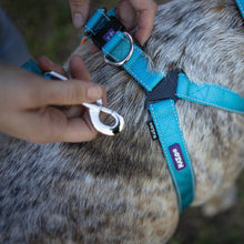 Kazoo Dog Leash Active Ocean Sunrise 1200mm-Dog Collars & Leads-Ascot Saddlery