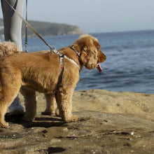 Kazoo Dog Leash Active Silver & Pink 1200mm-Dog Collars & Leads-Ascot Saddlery