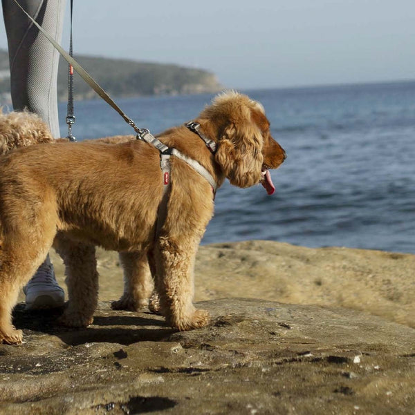 Kazoo Dog Leash Active Silver & Pink 1800mm-Dog Collars & Leads-Ascot Saddlery