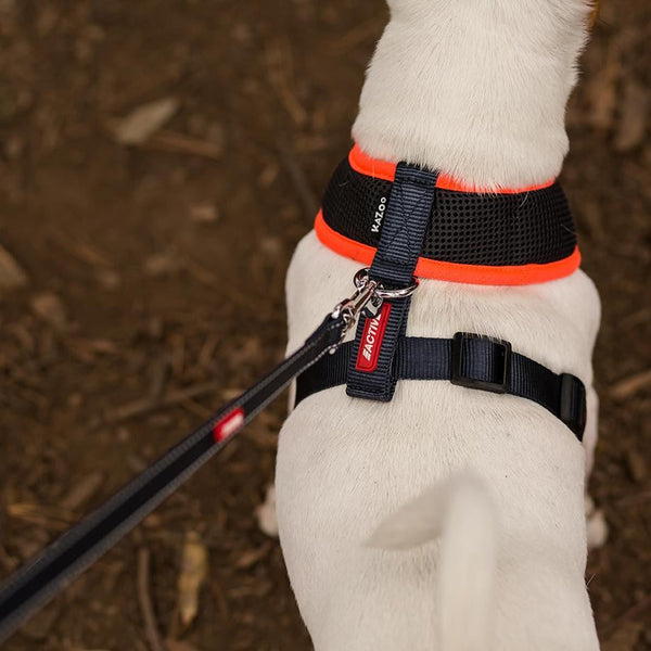 Kazoo Dog Leash Active Slate & Orange 1200mm-Dog Collars & Leads-Ascot Saddlery