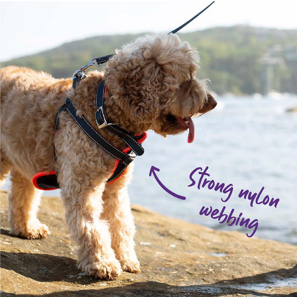 Kazoo Dog Leash Active Slate & Orange 1200mm-Dog Collars & Leads-Ascot Saddlery