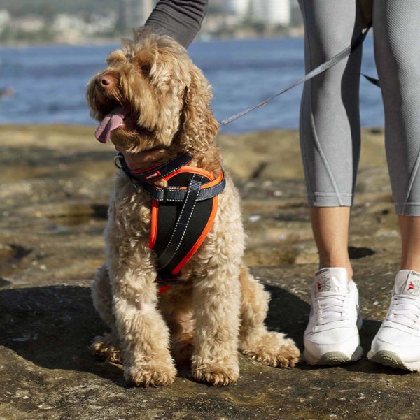 Kazoo Dog Leash Active Slate & Orange 1200mm-Dog Collars & Leads-Ascot Saddlery