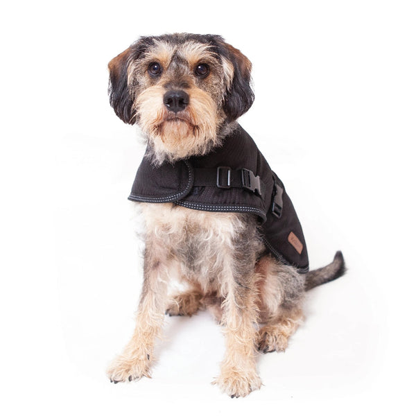 Kazoo Dog Rug Adventure Black-Dog Rugs & Fashion-Ascot Saddlery