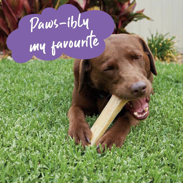 Kazoo Treat Rawhide Pressed Bone 11cm Pack Of 6-Dog Treats-Ascot Saddlery