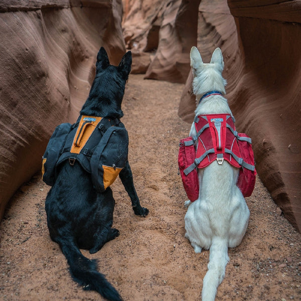Kurgo Dog Backpack Big Baxter Coastal Blue-Dog Walking-Ascot Saddlery