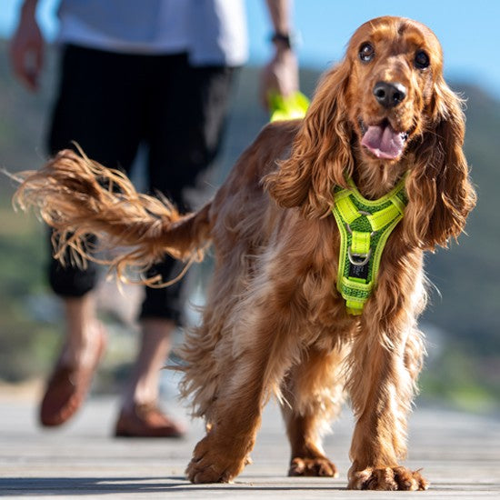 Rogz Control Dog Harness Blue-Dog Collars & Leads-Ascot Saddlery
