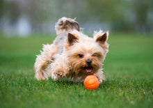 Sassbai Toy Liker Ball-Dog Toys-Ascot Saddlery