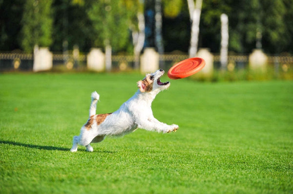 Sassbai Toy Pitchdog Flying Disk 24cm-Dog Toys-Ascot Saddlery