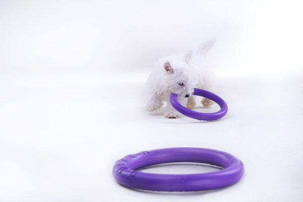 Sassbai Toy Puller-Dog Toys-Ascot Saddlery