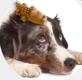 Whimzees Treat Variety Value Box 56-Dog Treats-Ascot Saddlery