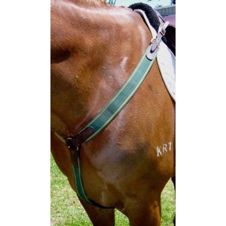 Anthony Thomas Signature Range Elastic Y-Breastplate-Southern Sport Horses-The Equestrian