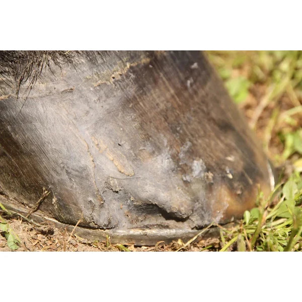 50g Hoofstik