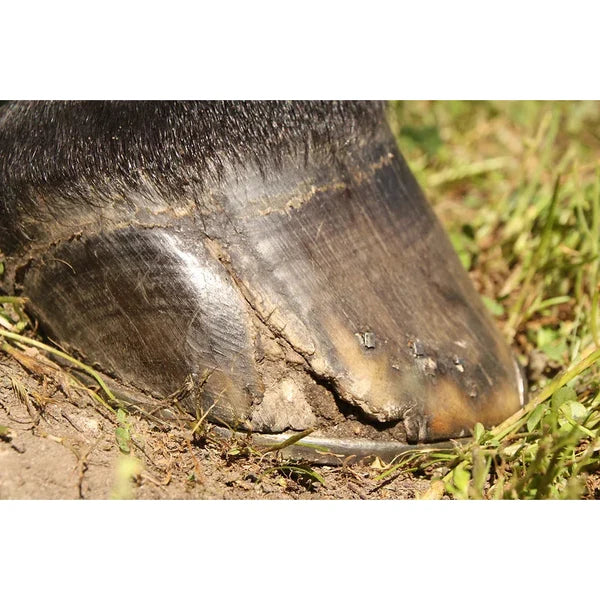 50g Hoofstik