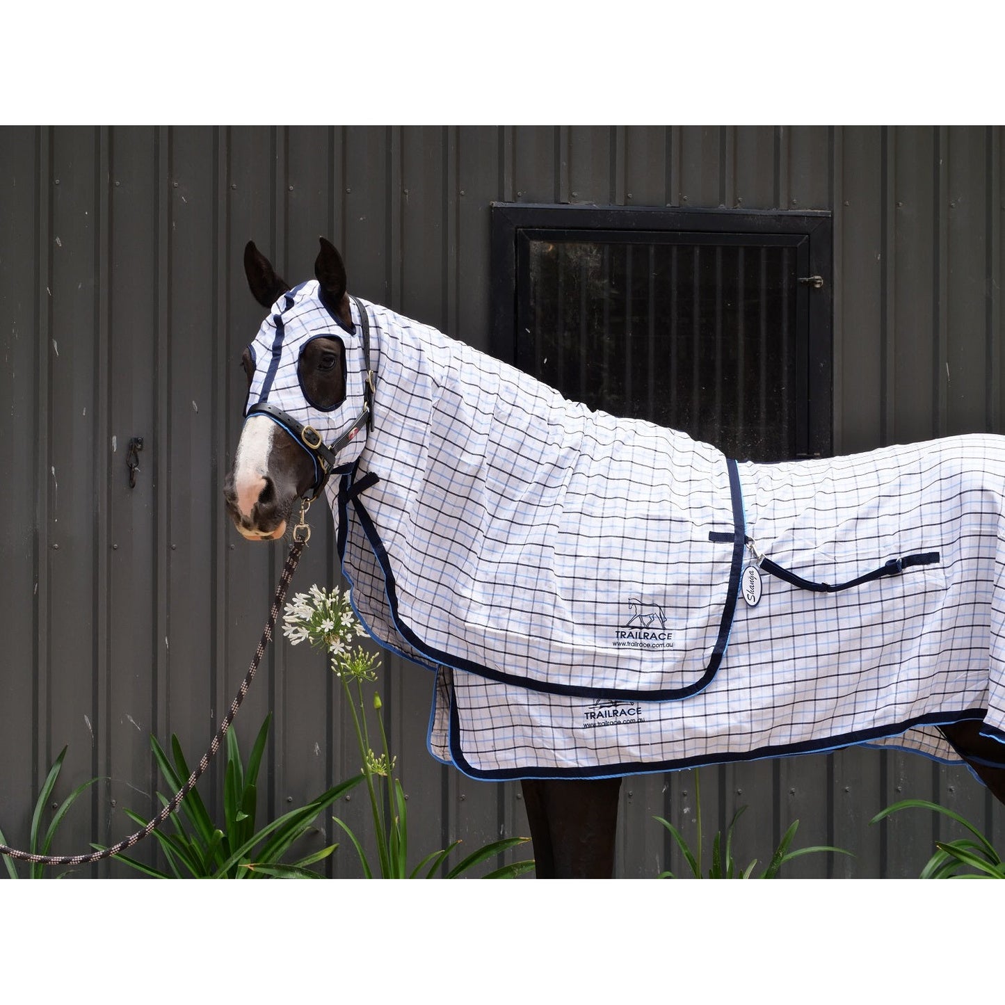 Horse wearing Trailrace branded blue checkered horse show rug.
