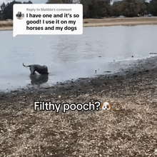 The Doggyjet 2.0-The Equestrian-The Equestrian