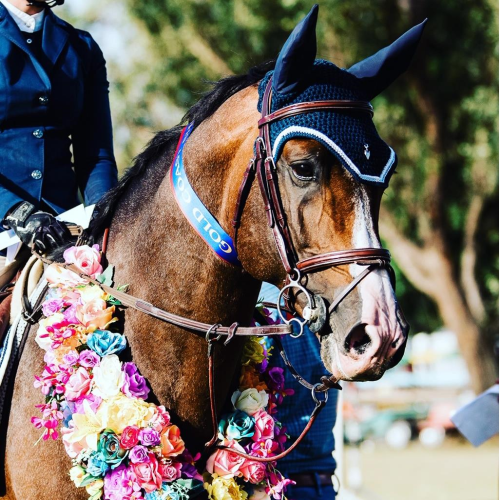 Horse in Equipe bridle with floral decoration and ear bonnet.