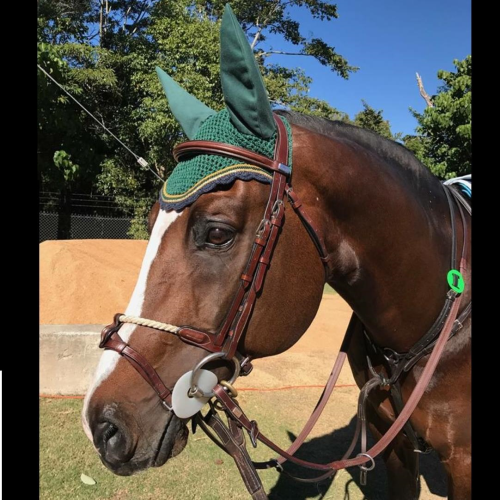 Brown horse with green Equipe bridle and matching ear bonnet.