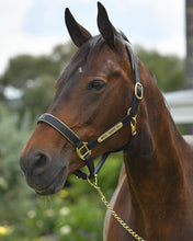 Leather Lead Chain with Brass or Silver Fittings