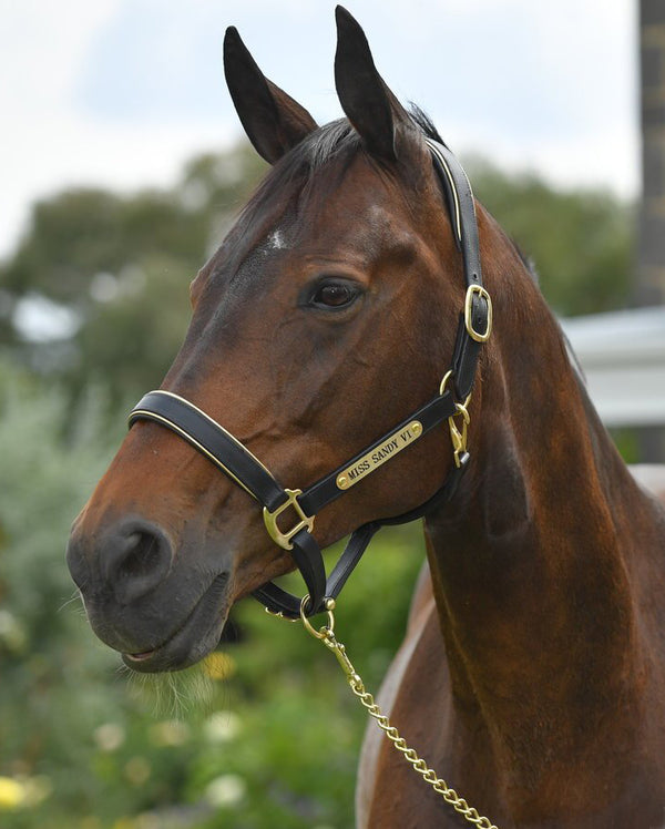 Leather Lead Chain with Brass or Silver Fittings