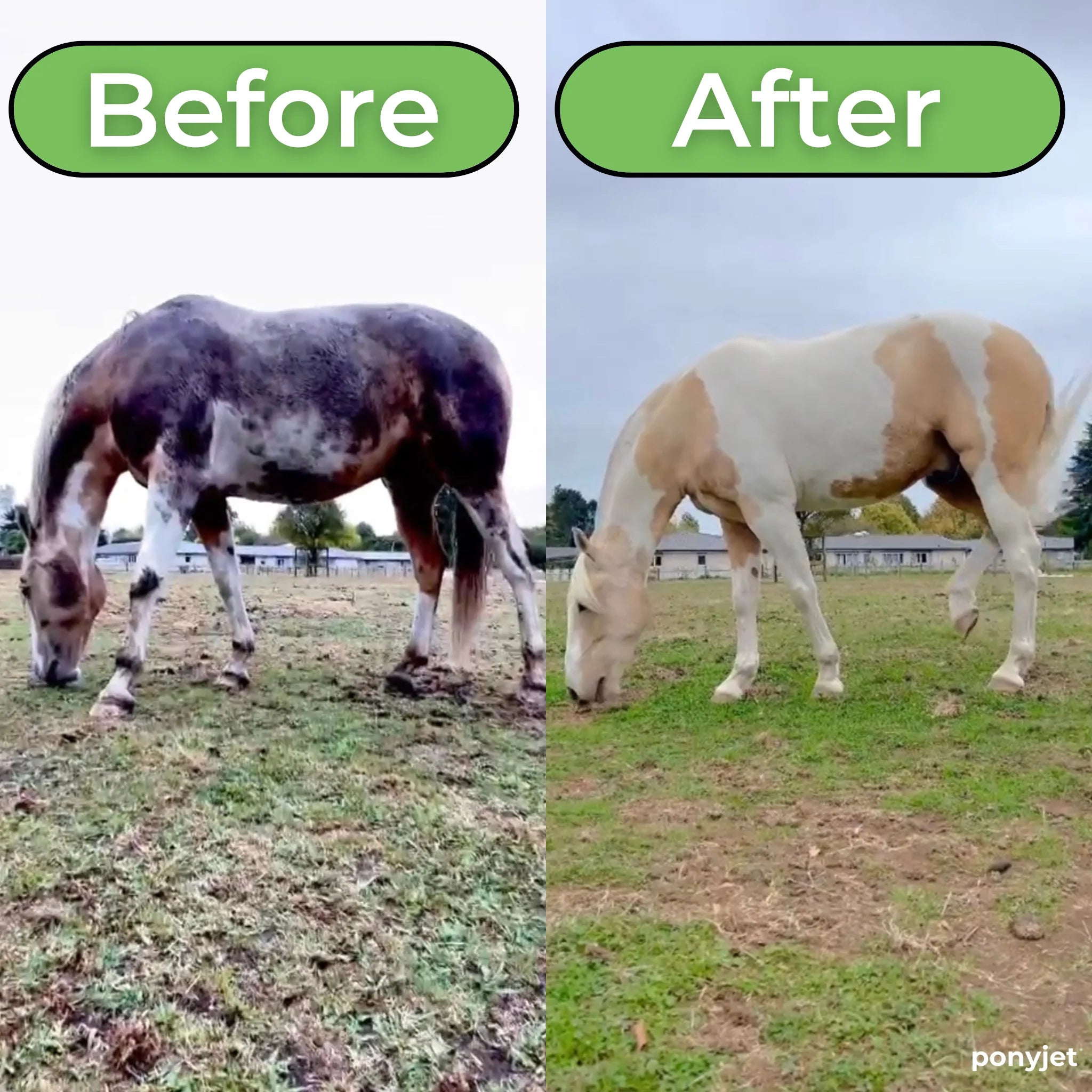 The Ponyjet 3.0 - Ultimate In Equine Grooming-The Equestrian-The Equestrian