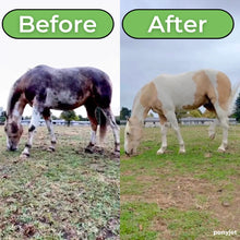 The Ponyjet 3.0 - Ultimate In Equine Grooming-The Equestrian-The Equestrian