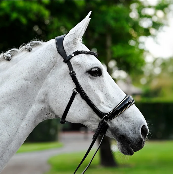 Skyla Bitless Bridle (No reins)