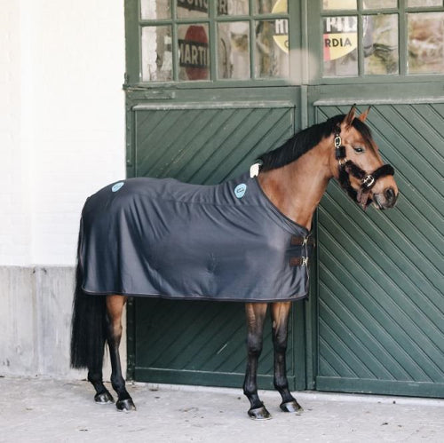 Horse wearing a Kentucky brand dark horse rug, standing in stable.