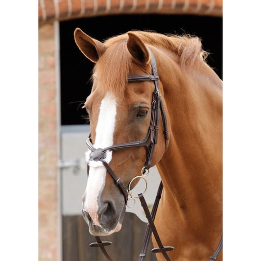 Premier Equine Glorioso Grackle Bridle-Southern Sport Horses-The Equestrian