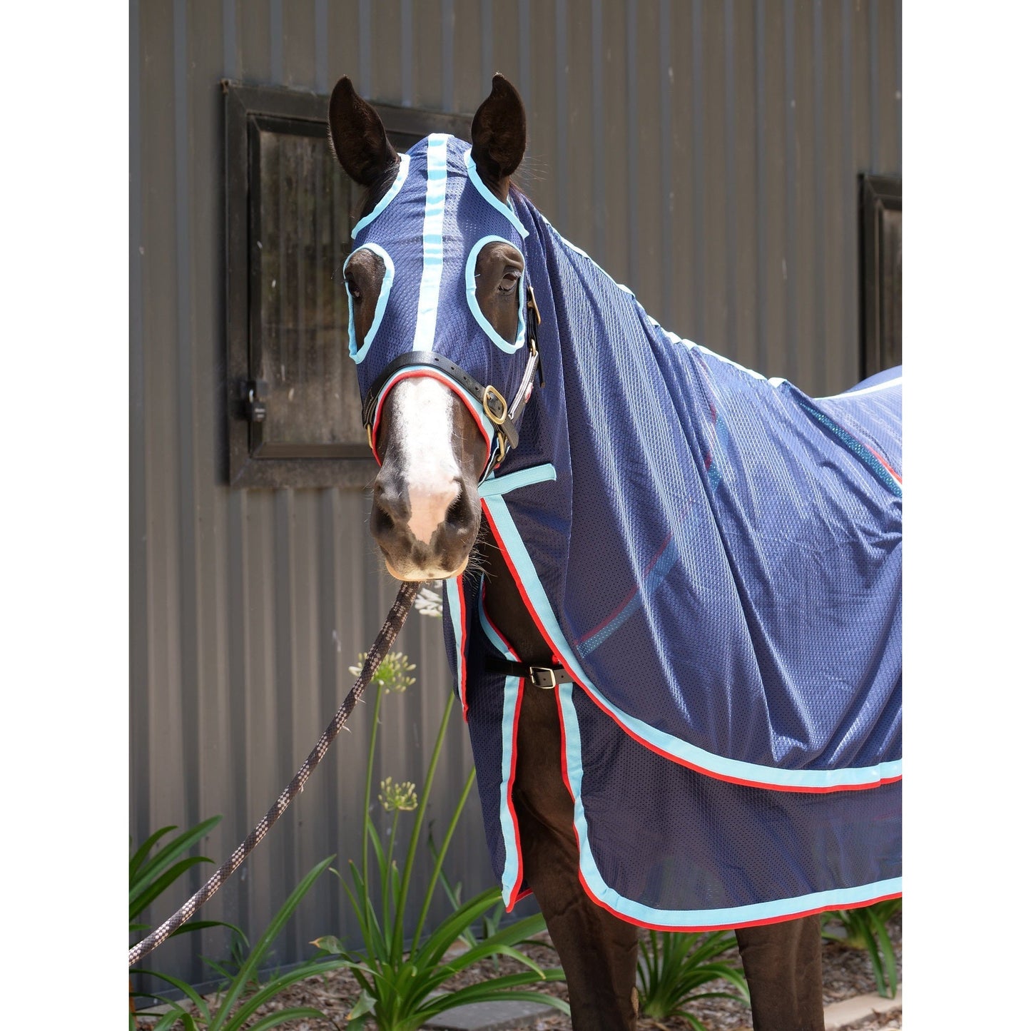 Horse in blue-striped show rug standing next to metal building.