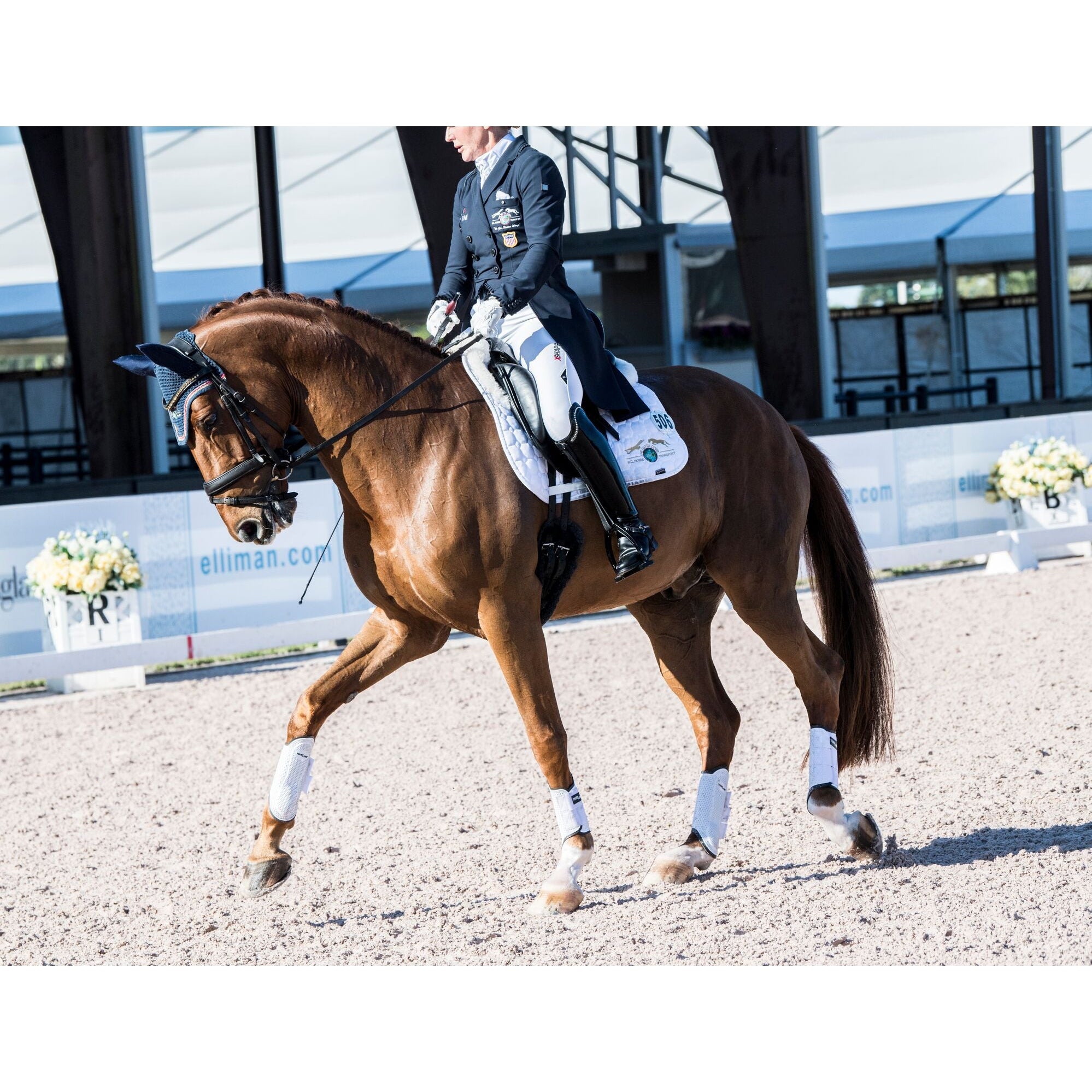 Equestrian dressage horse with Thinline gear, mid-competition, trotting gracefully.