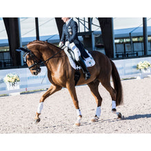 Equestrian dressage horse with Thinline gear, mid-competition, trotting gracefully.