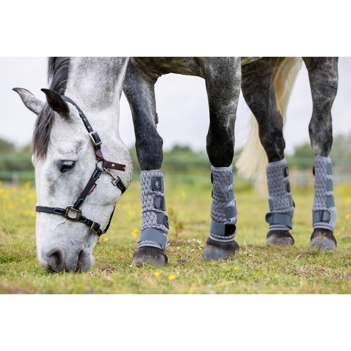 Horse wearing gray fly boots.