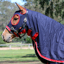 A horse clad in a navy and red branded show rug.