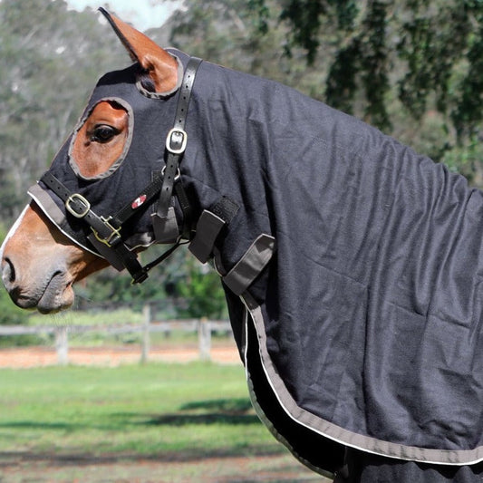 Horse in black show rug with secure straps, outdoors, no visible brand.
