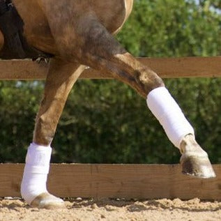 Horse wearing white Woof Wear protective leg boots galloping.