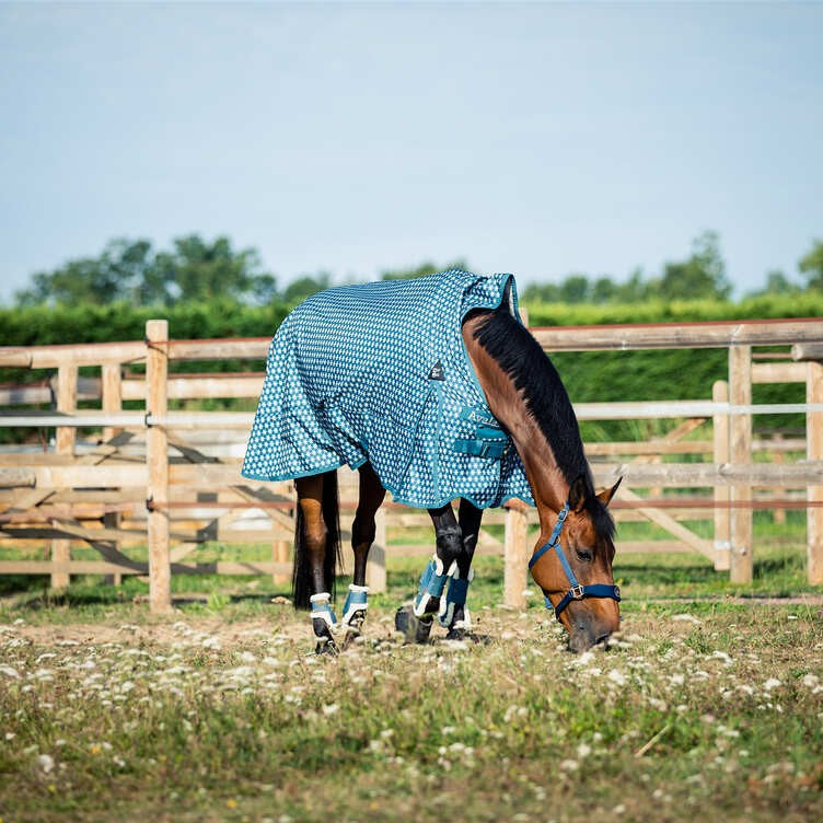 Shop Horze Graz Fetlock Boots in Majolia Blue for Horses-Ascot Saddlery-The Equestrian