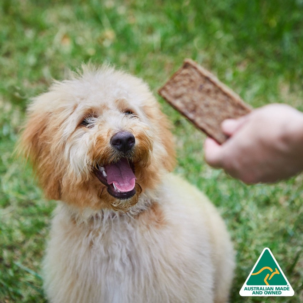 Happy dog looking at kangaroo dog treat in person's hand.