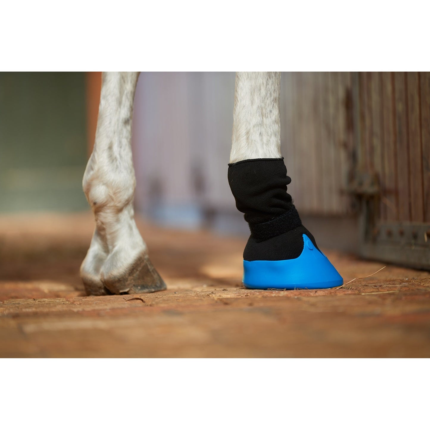 Close-up of a horse's legs, one wearing a black bandage and a blue protective boot, standing on a brick surface.