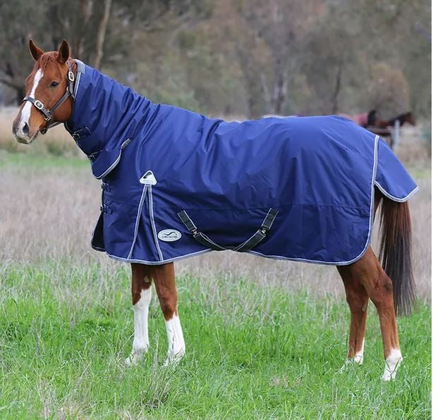 Chestnut horse wearing a blue Eurohunter horse rug in a field.