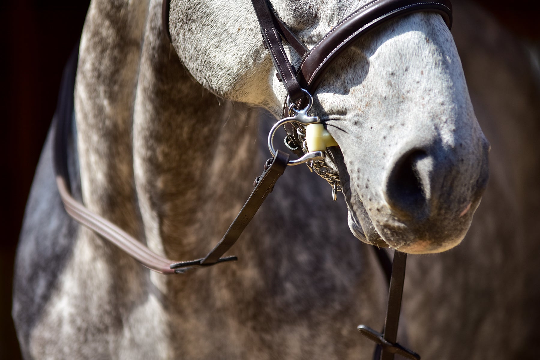 Close-up of horse's head with Thinline leather bridle.