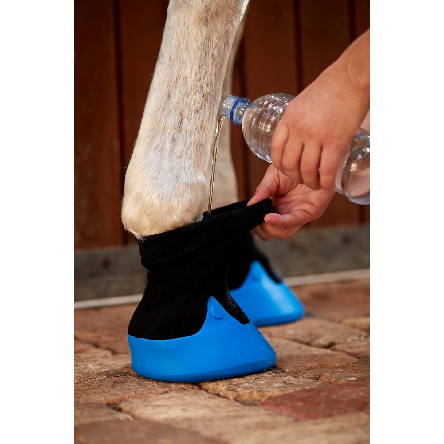 A horse's hoof being placed into a blue boot, with a person's hand pouring water from a bottle to clean it.